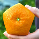 Illustration for article titled Forget Square Watermelons, Japan Now Has Pentagon-Shaped Oranges